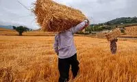 ۷۰ درصد کشاورزان کم‌سواد یا بی‌سوادند