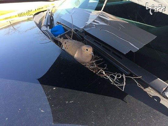 واکنش پلیس به لانه‌سازی پرنده روی ماشین!