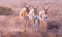 فیلمی که از «گور ایرانی» در پارک توران شکار شد