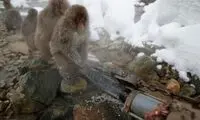 جکوزی میمون‌ها! +عکس