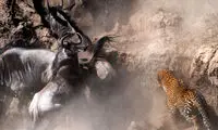 شکار گوساله پیش چشم مادر +عکس