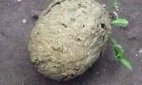 نیش زنبور ها بلای جان سگ کنجکاو +عکس