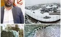پلنگ مصدوم بشاگرد به دهکده طبیعت قزوین آمد