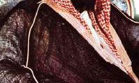 آل ثروت و قدرت