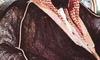 آل ثروت و قدرت