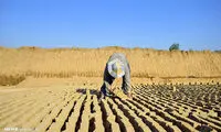 خشتِ زندگی؛ روایتی از کوره‌های آجر پزی
