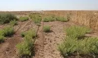 کوچ زمین خواران به کویر