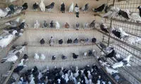 کفتربازی به صورت حرفه ای و پول ساز!