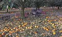 خسارت برف و سرما به باغات مرکبات