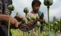 استثنائا در گرانی این یک قلم، دولت مقصر نیست