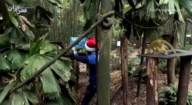ویدئوی هدیه کریسمس پاندا و میمون‌های باغ وحش