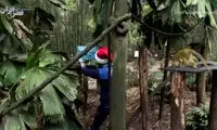 ویدئوی هدیه کریسمس پاندا و میمون‌های باغ وحش