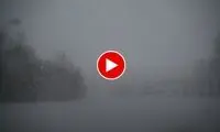 یخ‌زدگی حیرت‌انگیز پرندگان به علت سرما