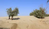 مالچ‌ پاشی در شرق کرمان پس از 12 سال