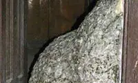 بزرگترین لانه زنبور جهان +عکس