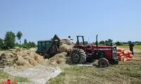 برداشت برنج از مزارع آستارا