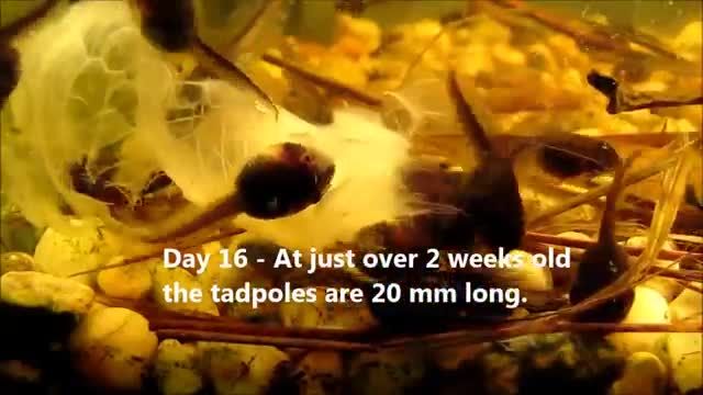 ویدئوی جالب از تبدیل تخم به قورباغه در هفت هفته
