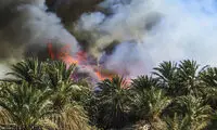 آتش به جان نخلستانهای کرمان افتاد