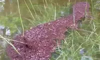 روش جالب مورچه‌ها برای زنده‌ ماندن +عکس