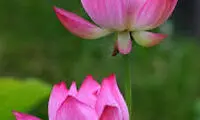 راز حجاری نیلوفر بر روی تخت جمشید