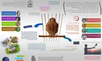 اینفوگرافی: پرندگان را عصبی نکنید!