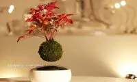 بونسای های شناور در هوا! +عکس