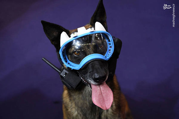 تجهیزات ویژه یک پلیس سگ!