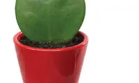 ۱۱ گیاه کمیاب که نگهداری‌شان آسان است