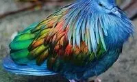 نزدیکترین خویشاوند زنده پرنده دودو با پرهای رنگین کمانی
