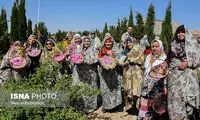 آیین گُل غلتان نوزادان در امیریه دامغان