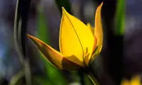 تصاویری زیبا از طبیعت بهاری دماوند