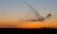 تصویر باورنکردنی از پرواز پرندگان در اسپانیا