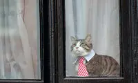 تصاویری از بهترین شکار لحظه‌های گربه‌ها