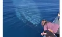 لحظه عبور غول‌آساترین حیوان جهان از نزدیک انسان