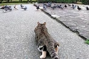 دوستی غیرمنتظره یک کبوتر با گربه‌ای باردار!