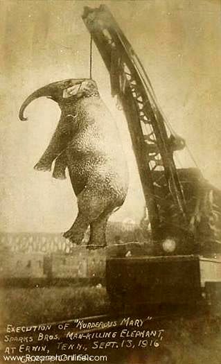 به دار آویخته شدن فیل به جرم قتل! +عکس