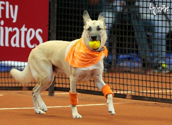 عکس: سگ های توپ جمع کنِ تنیس!