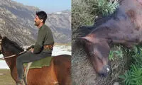 بلایی که شکارچیان بر سر «کمند» آوردند