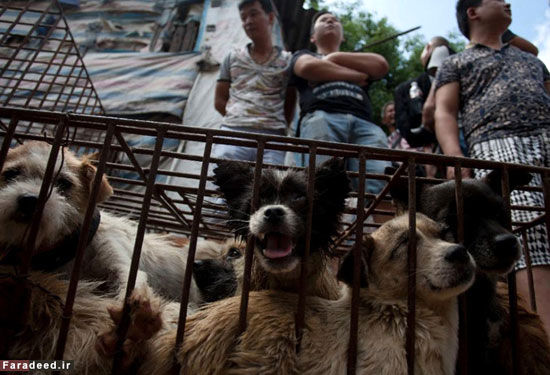 نجات 100 سگ از جشن سگ‌خوری +عکس