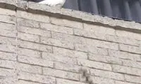 شوخی‌های عجیب و آزاردهنده پرندگان