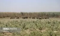 وضعیت ۵ مخزن هورالعظیم مطلوب نیست