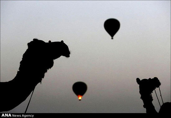 عکس: نمایشگاه شتر در هند!