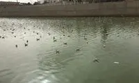 تلفات پرندگان در میانکاله به مرز ۲۰۰۰بال رسید