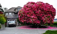 تصاویری از 16 درخت زیبا در جهان