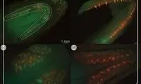 این ماهی ۵۵۵ دندان دارد!