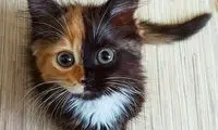این گربه جذاب دو صورت دارد!