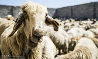 حمام گوسفندان در خراسان شمالی +عکس
