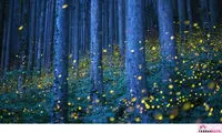 جنگل سحرآمیز کرم های شب تاب در ژاپن