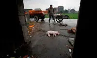 تصاویر: کشف عجیب 2800 لاشه خوک!