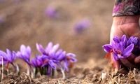 رد پای سلاطین زعفران ایران در اسپانیا و ایتالیا